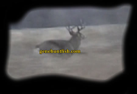 Running Whitetail Buck